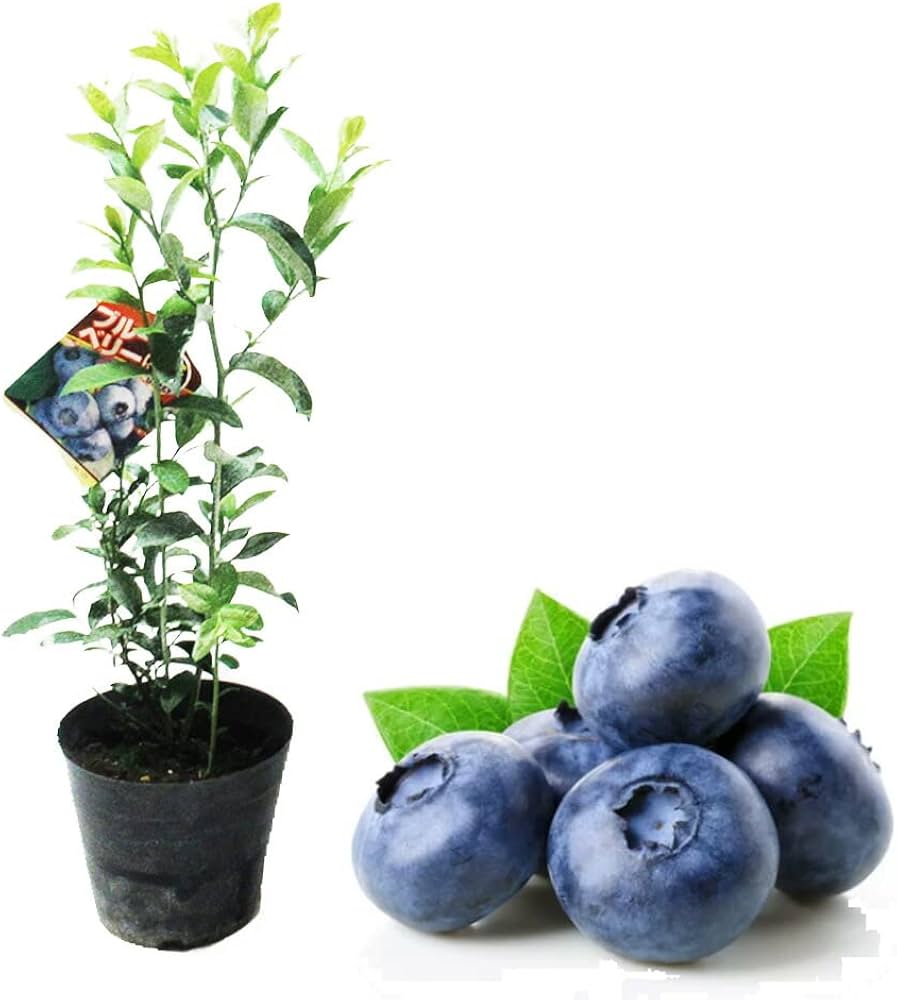 Amazon.co.jp: 【 選べる 】サザンハイブッシュ系 ブルーベリー