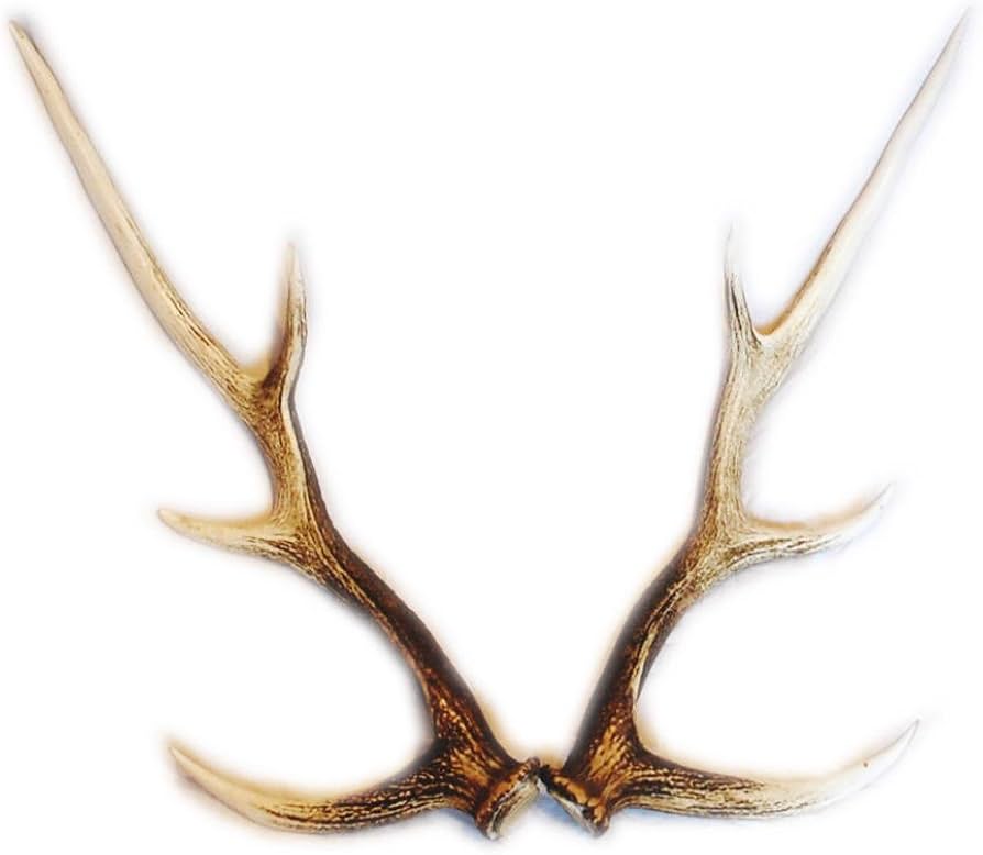 Amazon.co.jp: 【ノーブランド品】 北海道産 蝦夷鹿（エゾシカ）の角