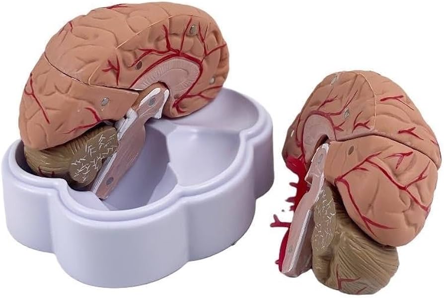 Amazon.co.jp: 脳 人体模型 脳モデル解剖学的脳動脈モデル 脳模型 解剖