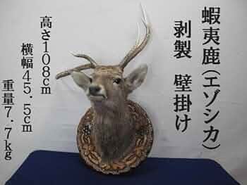 51J7NCIKk+L._AC_UF350,