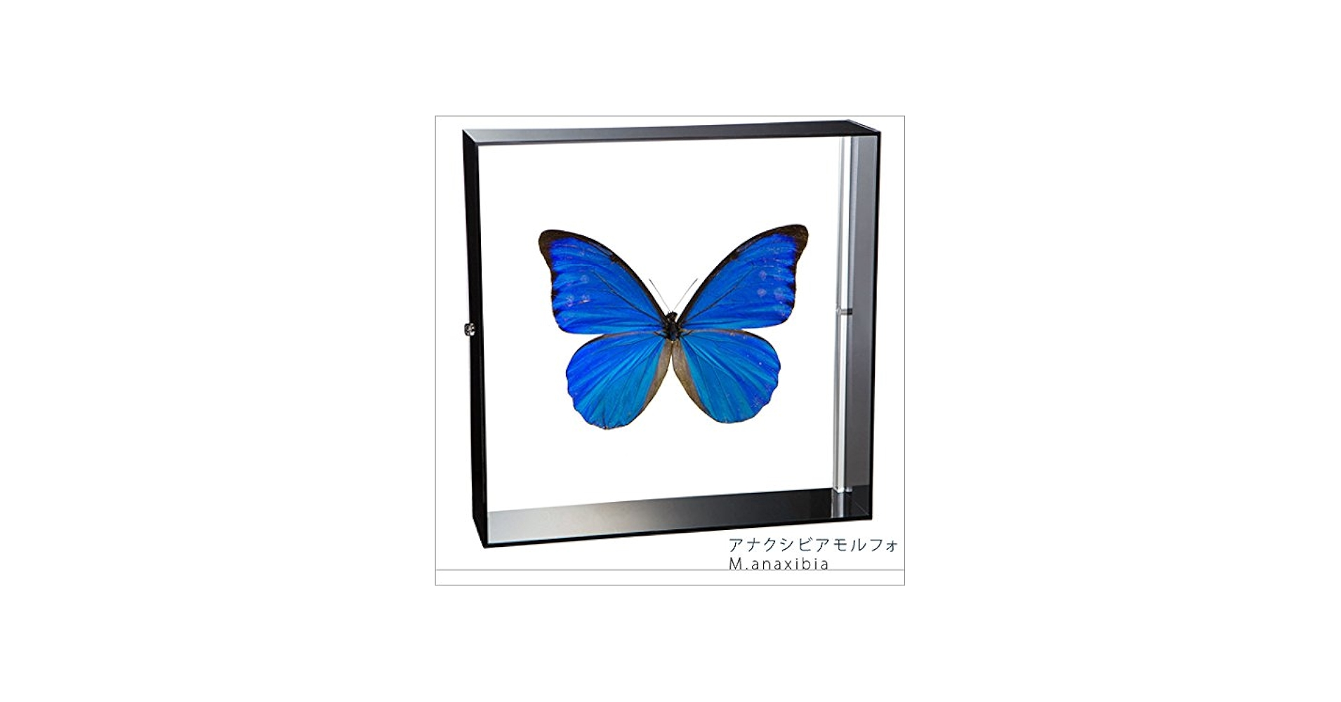Amazon.co.jp: 蝶の標本 アナクシビアモルフォ Morpho anaxiBia