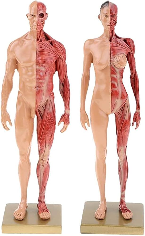 Amazon.co.jp: 人体模型 人体モデル 男性と女性 1セット 11インチ 約