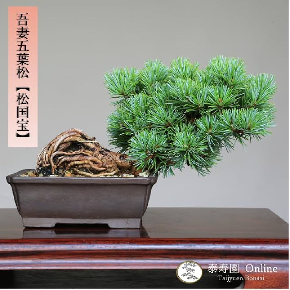 Amazon.co.jp: 吾妻五葉松【松国宝】根上り 小品盆栽【泰寿園 Online
