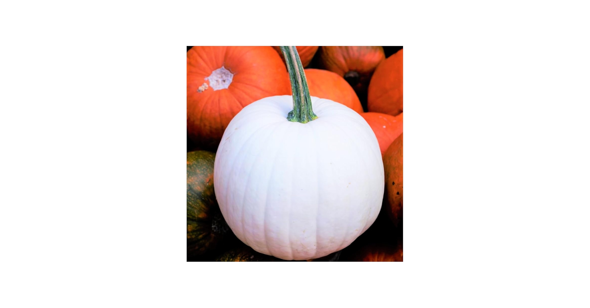 Amazon.com : TomorrowSeeds - Casper White Pumpkin Seeds - 30+