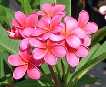 51ZCUrBmDcL._AC_UF350,