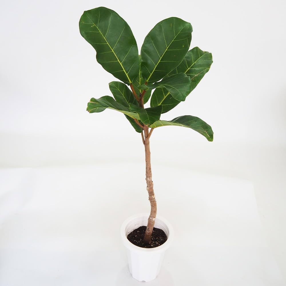 Amazon｜ITANSE フィカス アフリカンプリンス 8号 1個売り