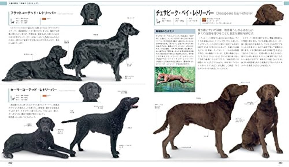 ブラックフライデー！週末値下げ 360°ビジュアル犬種大図鑑 : Amazon