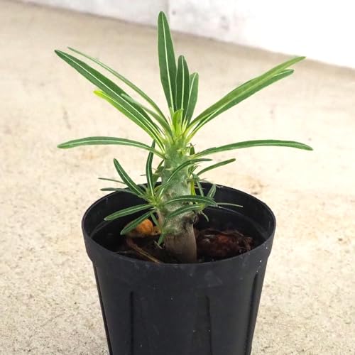 塊根植物 グラキリス」の人気商品一覧 | 安い商品を通販サイトから探す