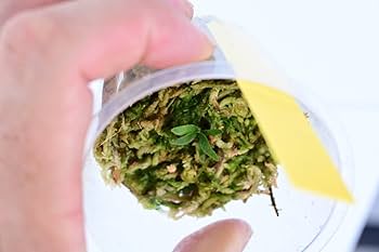 Amazon.co.jp: P.willinckii 'Bacteria' spored⑩ @bikamori.com