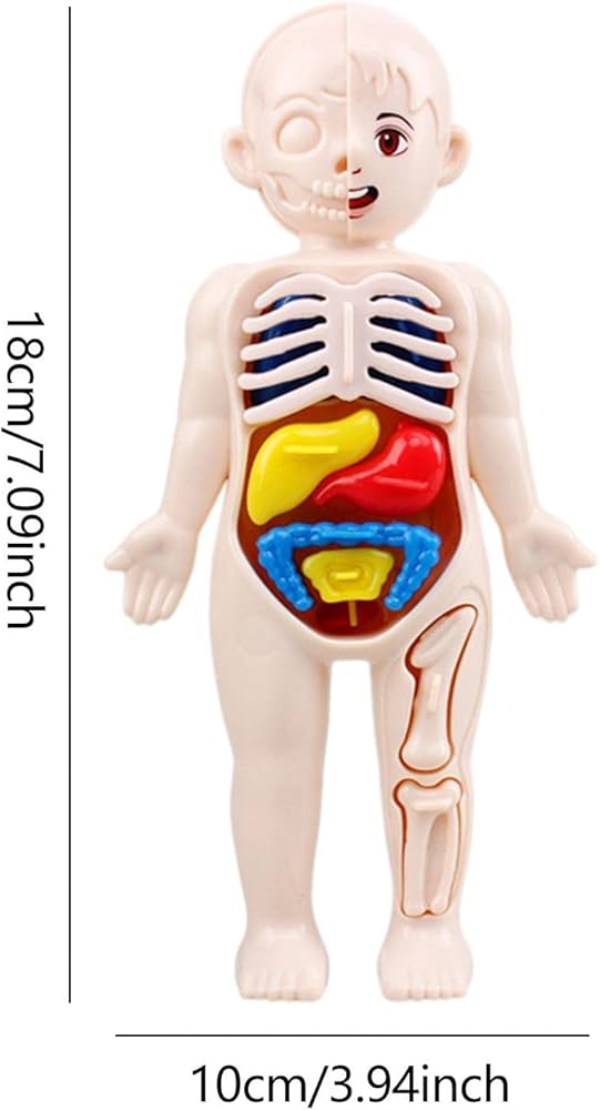 Amazon.co.jp: 人体モデル-18×10cmの子供向け解剖学玩具、15個の就学前