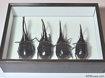 Amazon.co.jp: シーラケース シーラ箱 （標準）昆虫標本用品標本箱