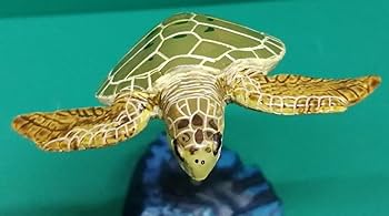 Amazon | ウミガメ 海亀 ヒメウミガメ OLIVE RIDLEY SEA TURTLE シー