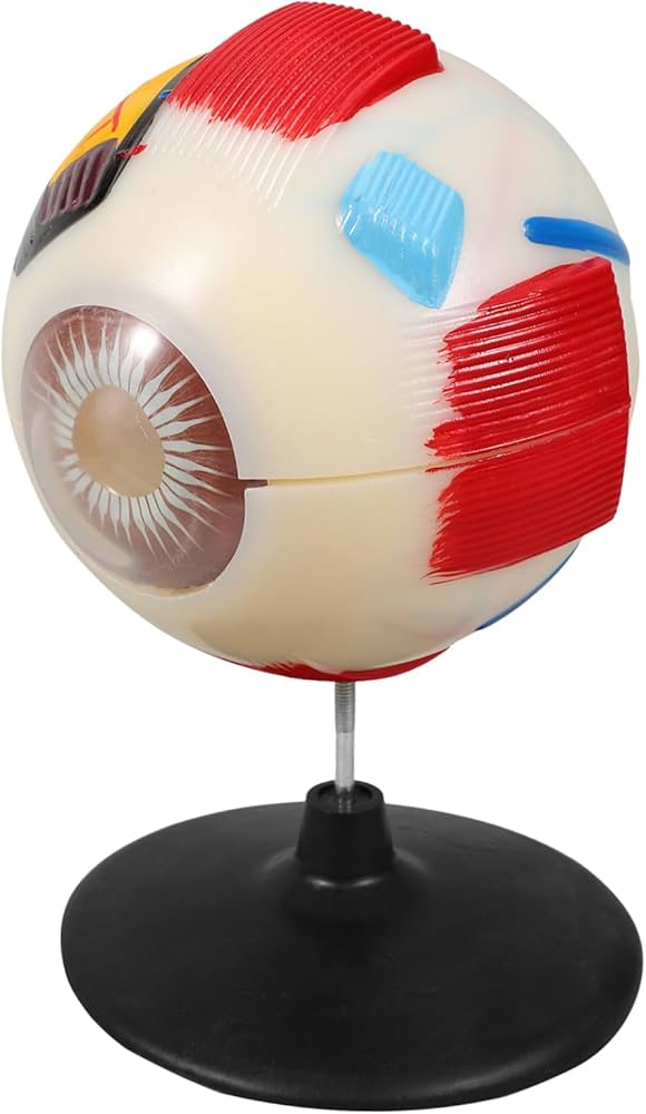 Amazon | PartyKindom 人眼解剖模型 倍拡大眼球模型 解剖学教材 教育