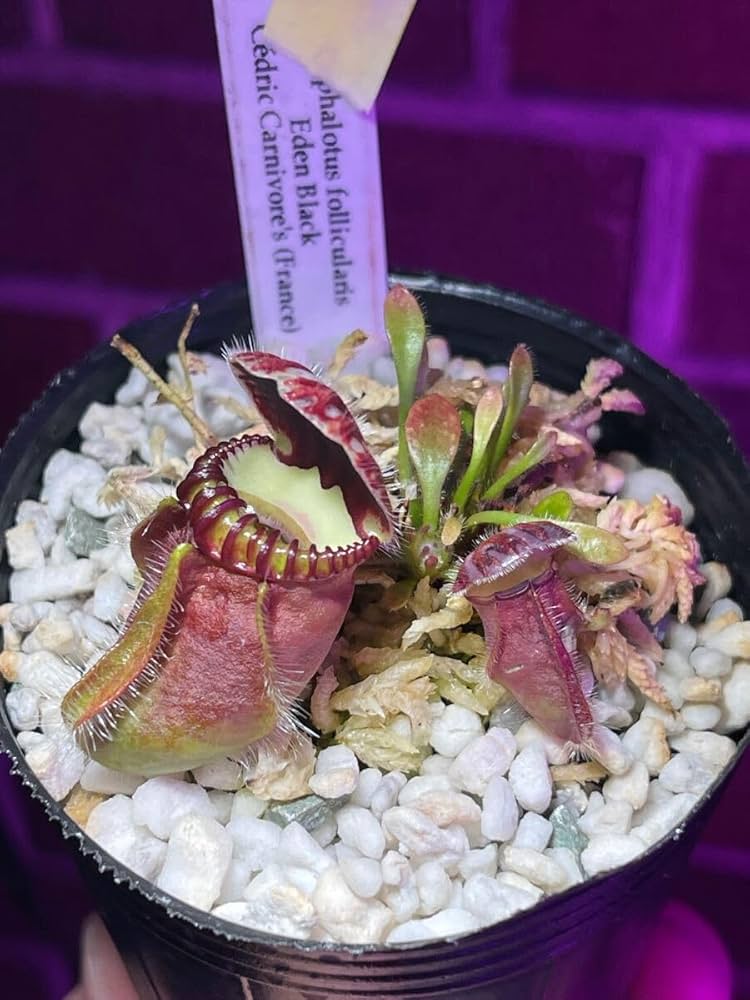 Amazon.co.jp: Cephalotus follicularis Eden Black Cedric