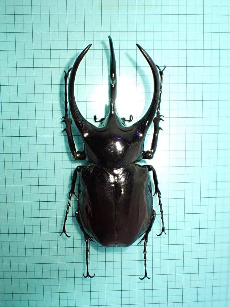 Amazon.co.jp: 標本コーカサスオオカブト マレーシア産 109.3ミリ 野外