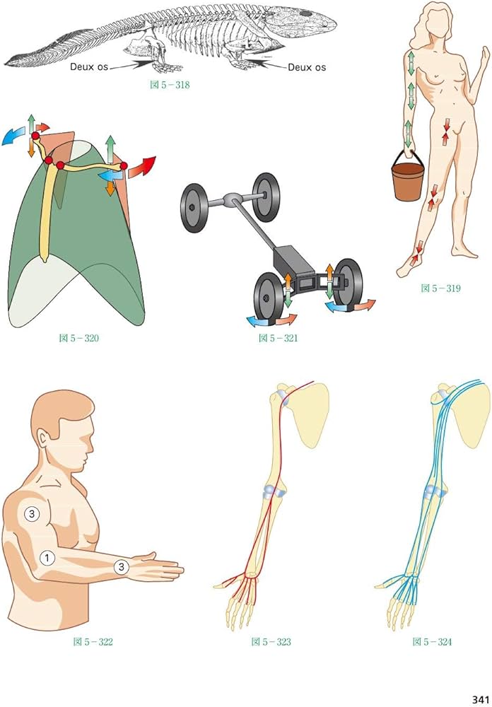 カパンジー機能解剖学 I 上肢 原著第7版 | A.I.Kapandji, 塩田 悦仁