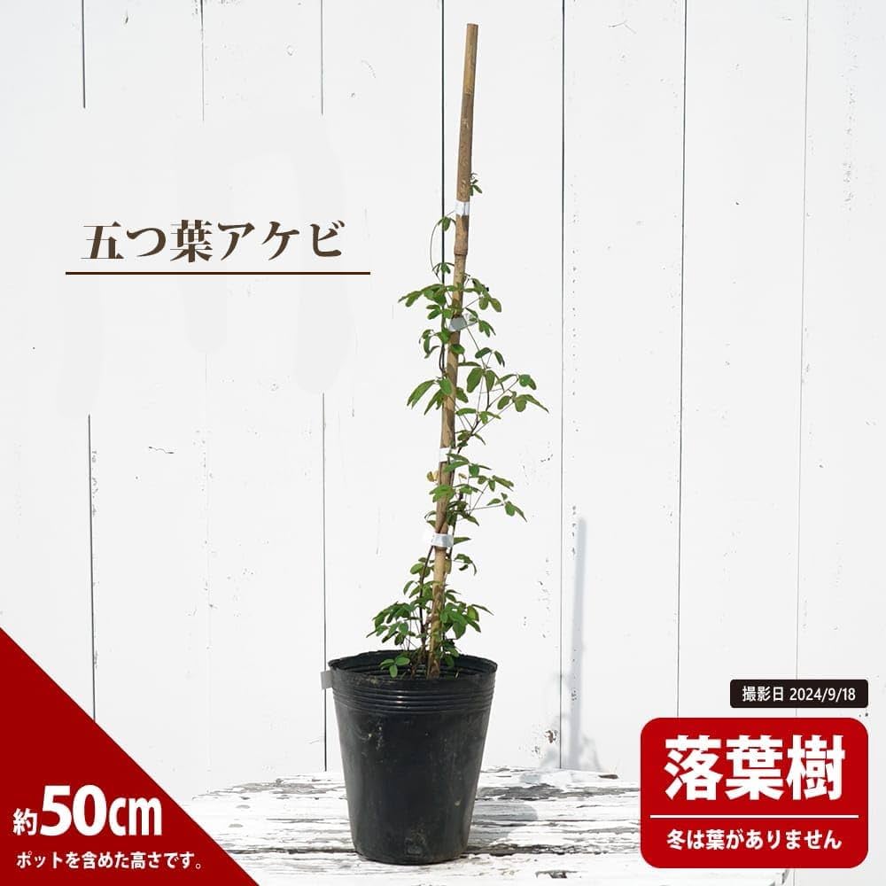 Amazon.co.jp: あけび 【五葉アケビ】 5号ポット苗 : DIY・工具・ガーデン