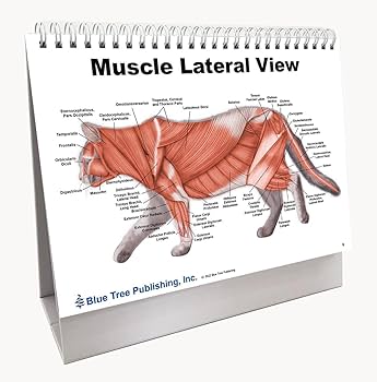 Amazon.co.jp: 猫獣医解剖学フリップチャート、解剖学&獣医生理学 ネコ