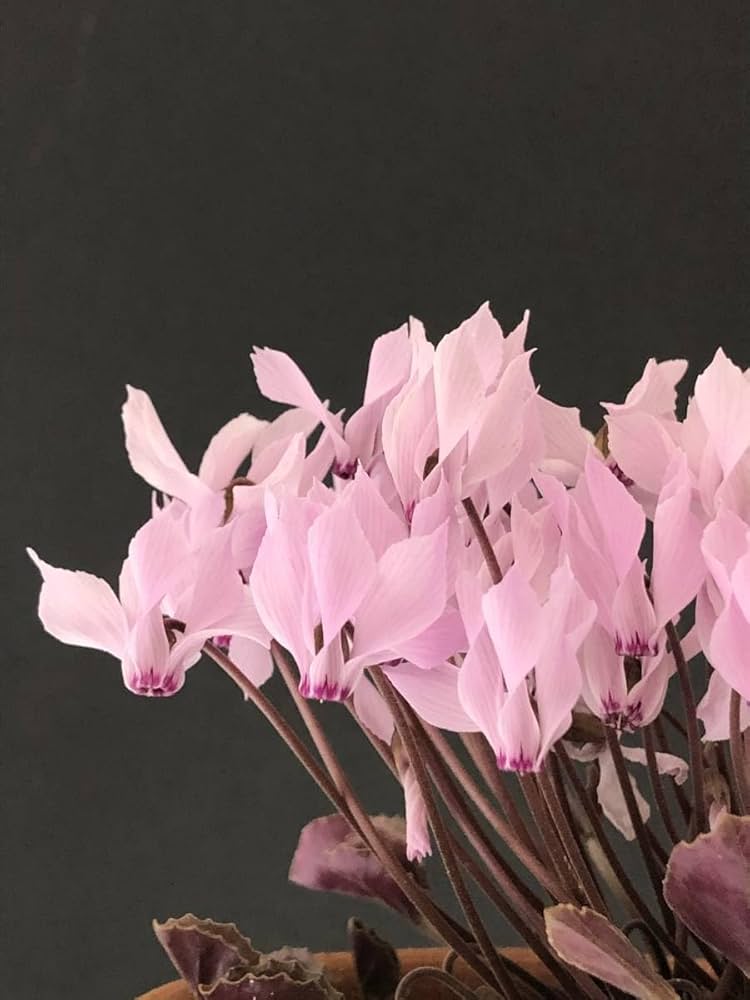 英国シクラメン協会ジャーナル16冊 幻の原種シクラメン ソマレンセ