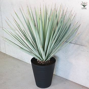 AL1130】ユッカ リギダ AL1155】ユッカ リギダ - メルカリ