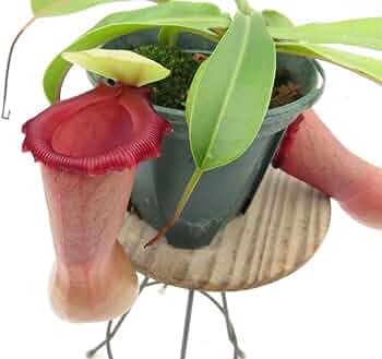 61xmRX2eJbL._AC_UF350,