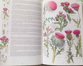 Amazon.co.jp: レア洋書 大型本 イギリスと北ヨーロッパの植物 The