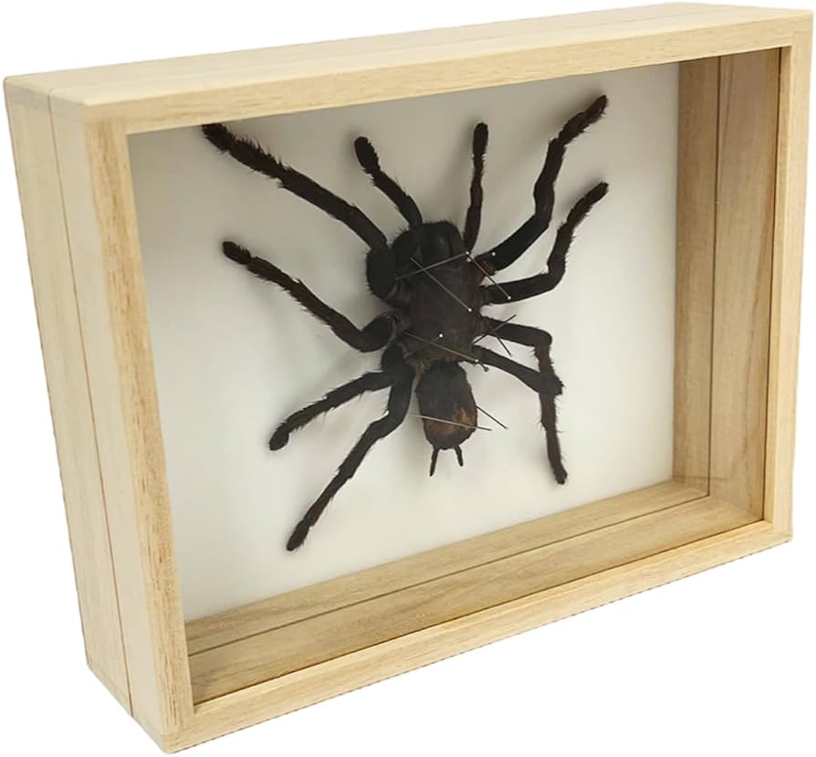 Amazon.co.jp: 虫の標本 タランチュラ : ホーム＆キッチン