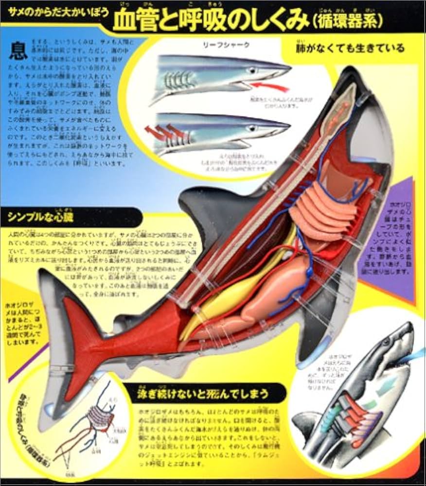 立体モデル大図鑑サメのからだ (こどもライブラリー) | デビッド