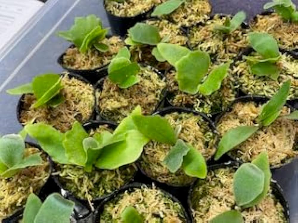 Amazon｜frog_yamato【willinckii Nano】ウィリンキー ナノ spore