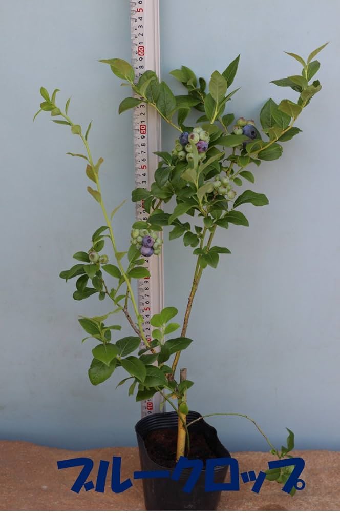 61IZ563YTNL._AC_UF1000,