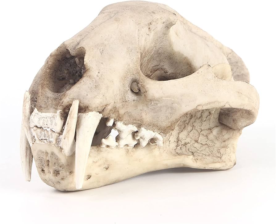 Amazon.co.jp: ヒョウの頭蓋骨の標本 ウンピョウの頭蓋骨のレプリカ