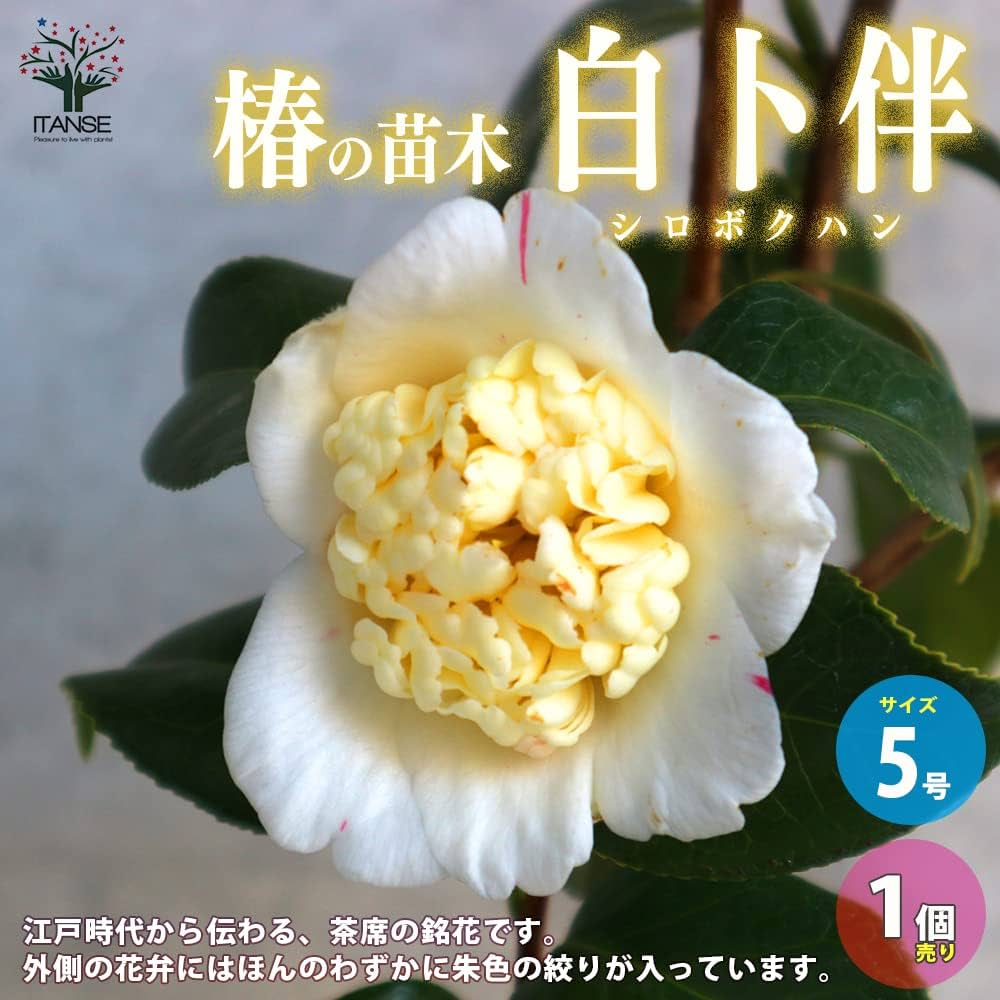 Amazon.co.jp: 椿(ツバキ)の苗木 品種：白卜伴(シロボクハン) 5号鉢