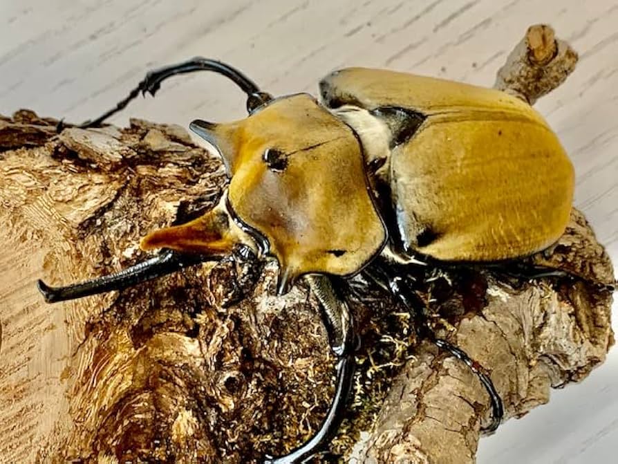 Amazon | 【DDA】エレファスゾウカブト 成虫 オス単 プレゼント付き