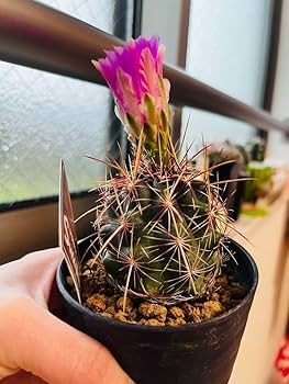 Amazon.co.jp: もうすぐピンク花咲きます蕾付き和光丸 丸サボテン 抜き