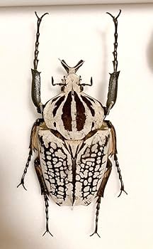 Amazon.co.jp: ゴライアスオオツノハナムグリ 標本 : おもちゃ