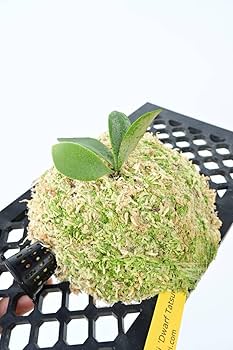 Amazon.co.jp: P.willinckii 'Dwarf Tatsuta' @bikamori.com