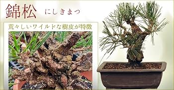 Amazon | 中品盆栽：錦黒松* 錦松幹肌ニシキマツにしきまつ bonsai | 盆栽