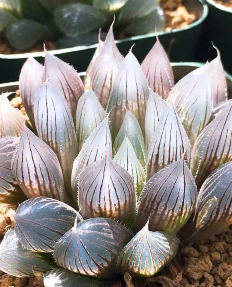 Amazon.co.jp: 多肉植物 ハオルチア 雫絵巻 パープルレンズ : おもちゃ