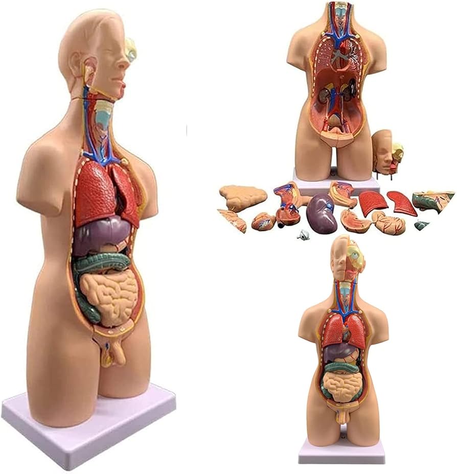 Amazon.co.jp: 人間の臓器の4D解剖学的アセンブリモデル 長さ55cmの