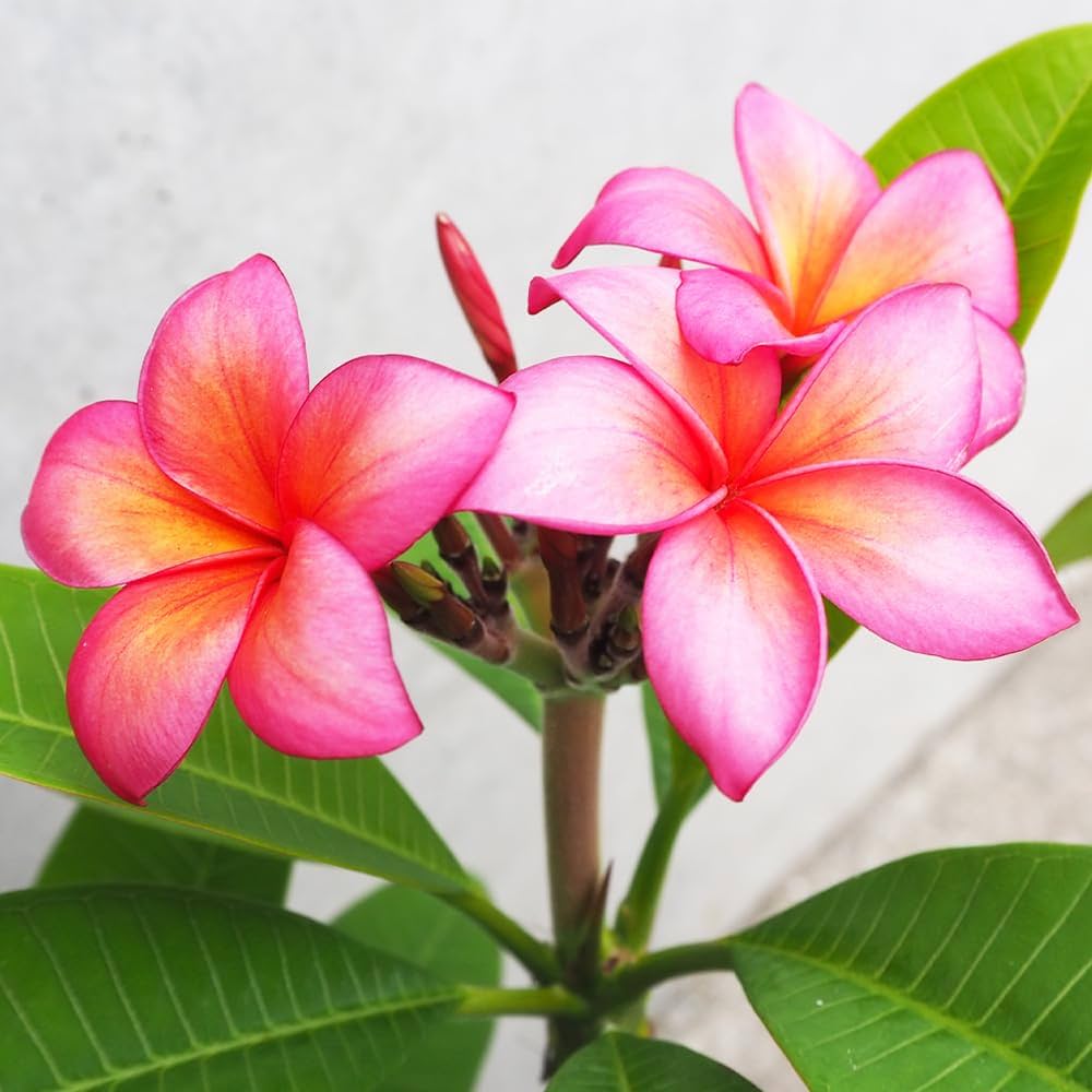 Amazon.co.jp: Plumeria seedlings Variety: Epic No. 5 pot; (Sold as