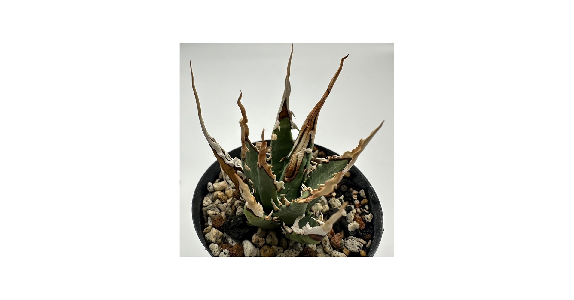 Amazon.co.jp: 10粒 アガベ ユタエンシス エボリスピナ