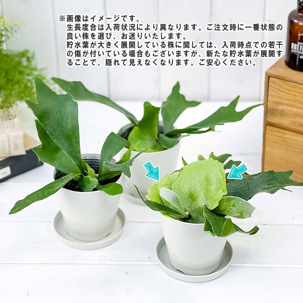 Amazon.co.jp: PLANCHU 観葉植物 ビカクシダ アルキコルネ 3.5号鉢
