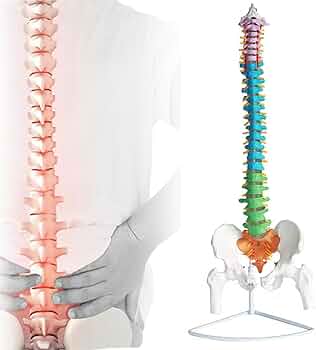 61WLpuYA5YL._AC_UF350,