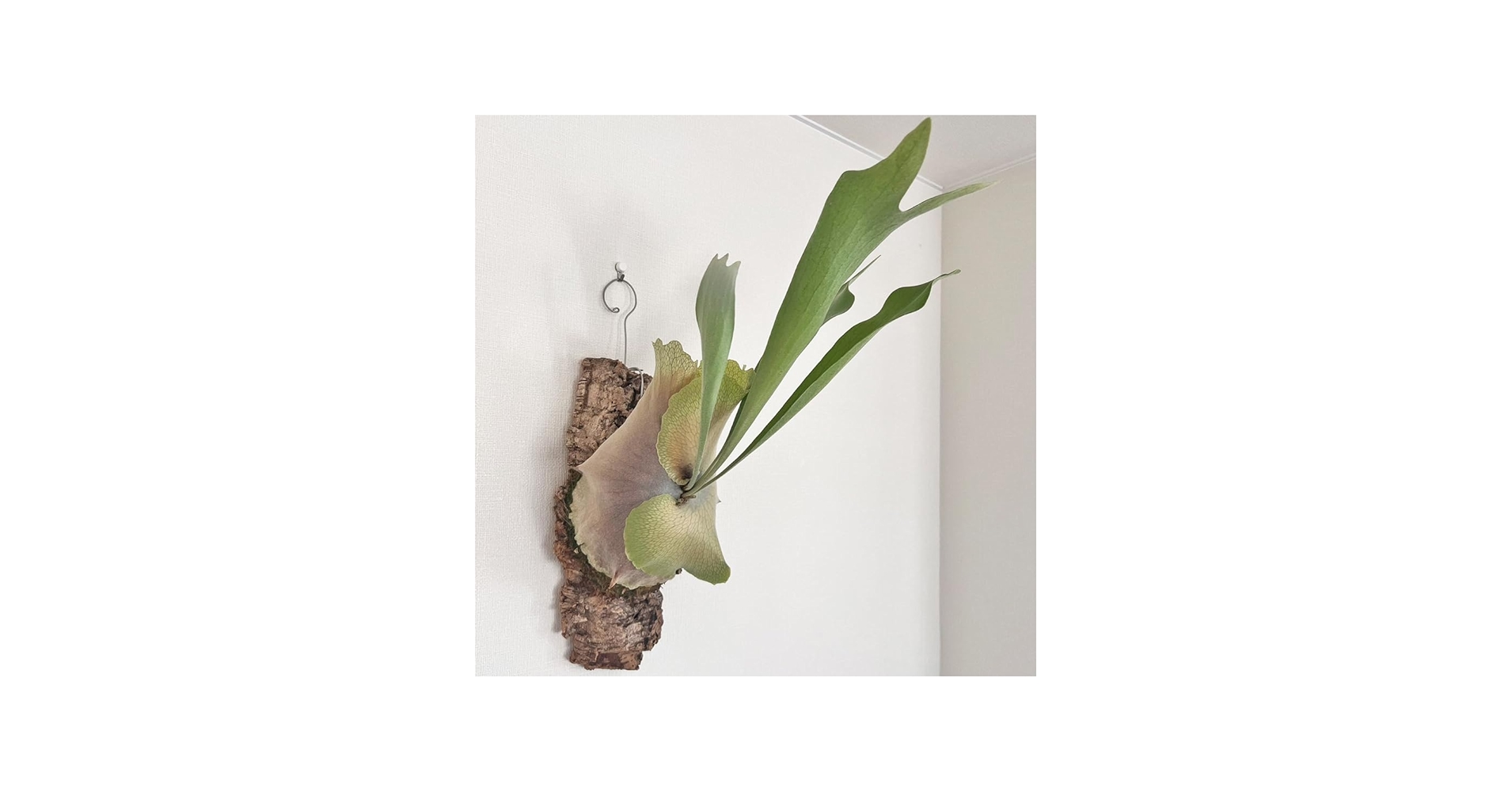 Amazon｜【おしゃれな壁掛け観葉植物】ビカクシダ ネザーランド