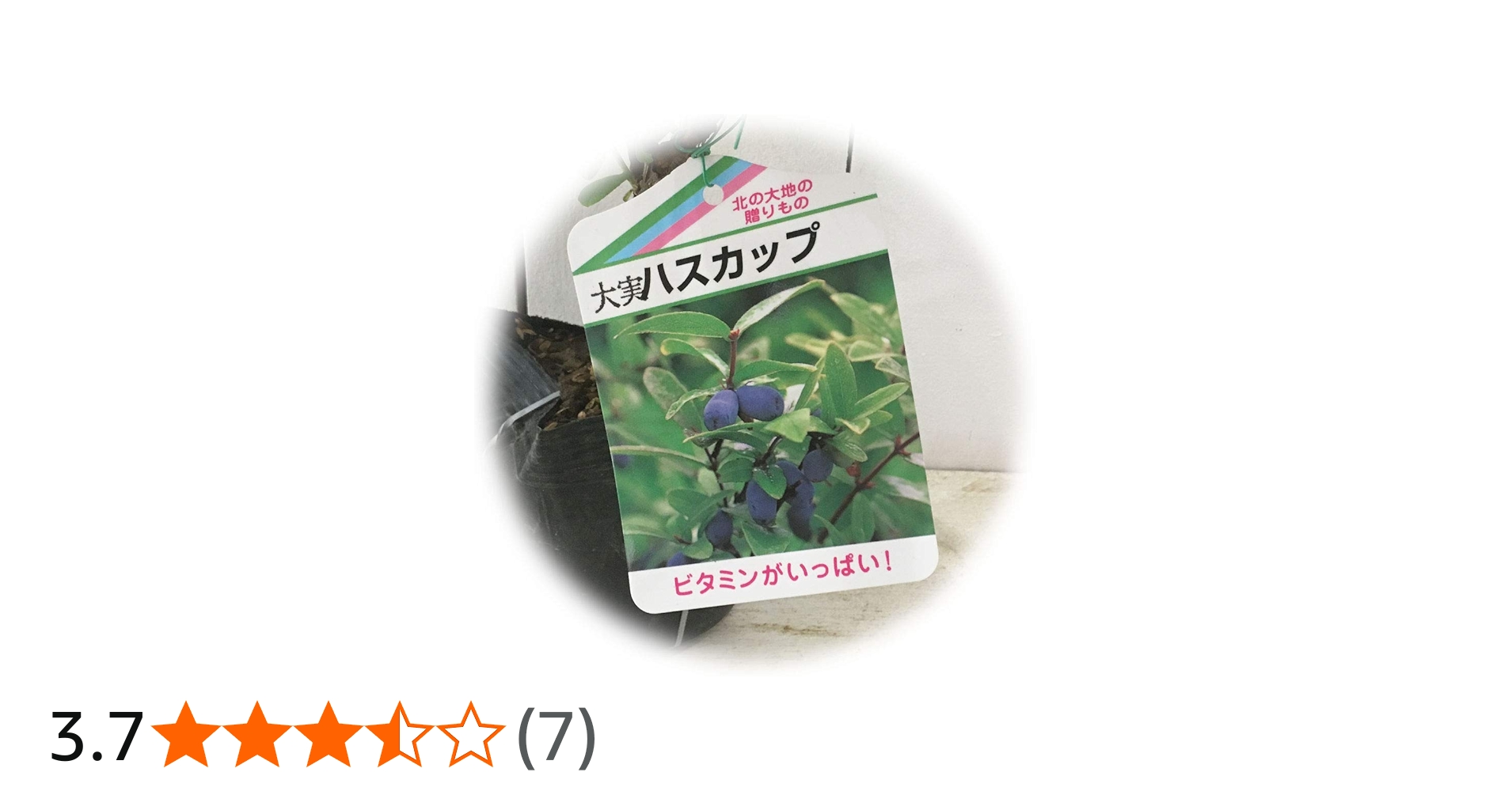 Amazon | ハスカップ 苗木 優良系ハスカップ 12cmポット苗 ハスカップ