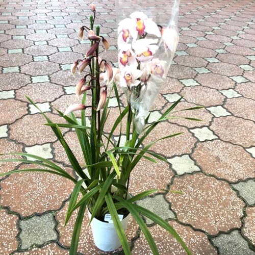 テーブル シンビジューム」の人気商品一覧 | 安い商品を通販サイトから