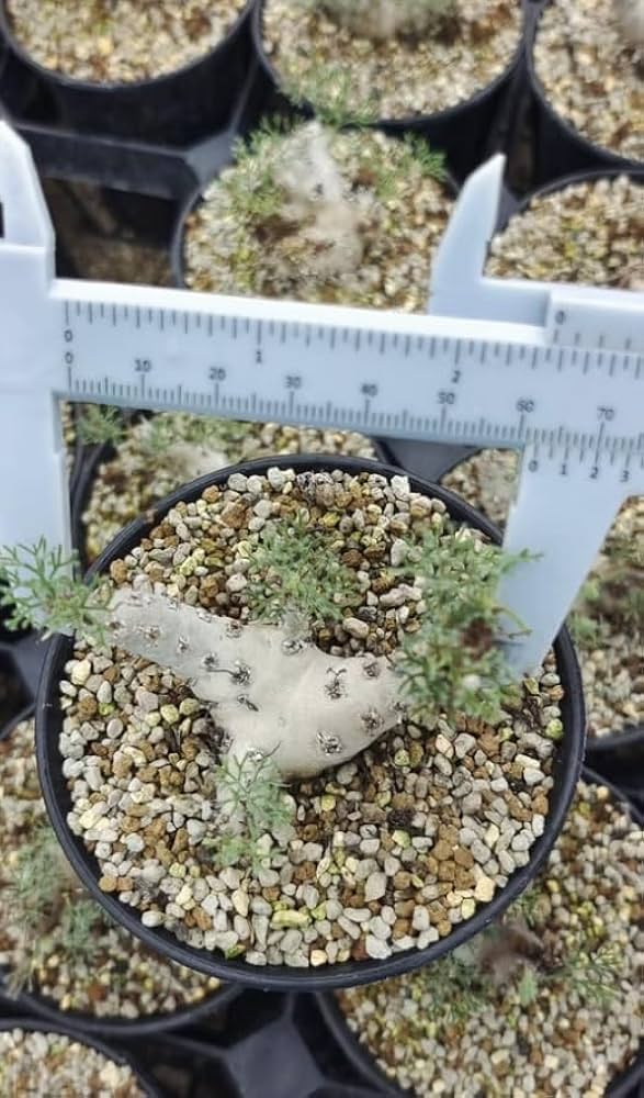 Amazon.co.jp: NO.1 大株極上親株多肉植物サルコカウロン ペニクリナム