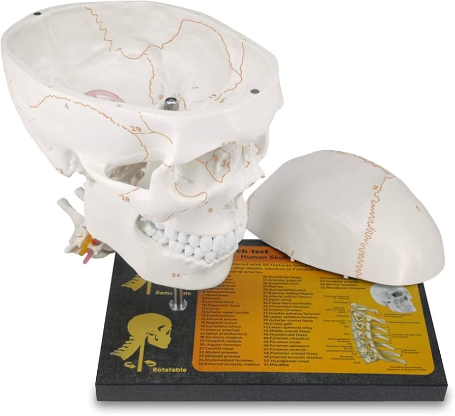 Amazon | Medarchitect 頸椎解剖モデルの頭蓋骨模型、360°回転可能