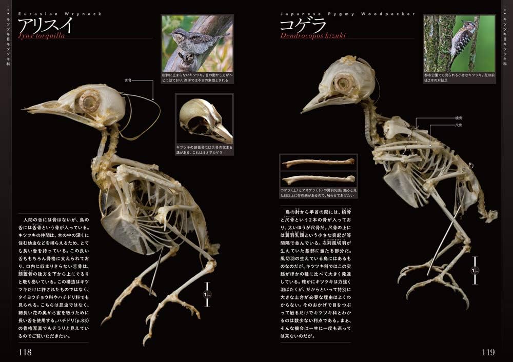Amazon.co.jp: 鳥の骨格標本図鑑 (BIRDER SPECIAL) : 川上 和人, 中村