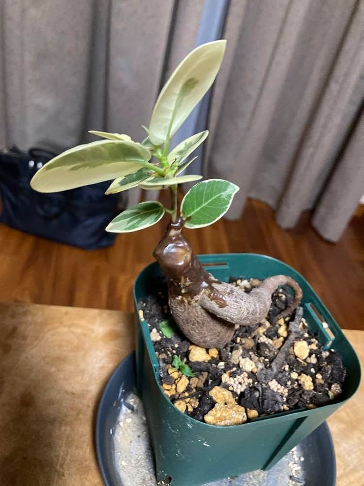 接木 パンダガジュマル斑入り 大苗 パンダガジュマル 斑入り 希少 接木